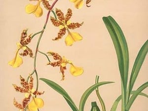 Oncidium Barker II by H.G. Moon - Art Print