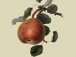 Gansel's Bergamot Pear by William Hooker #2 - Art Print
