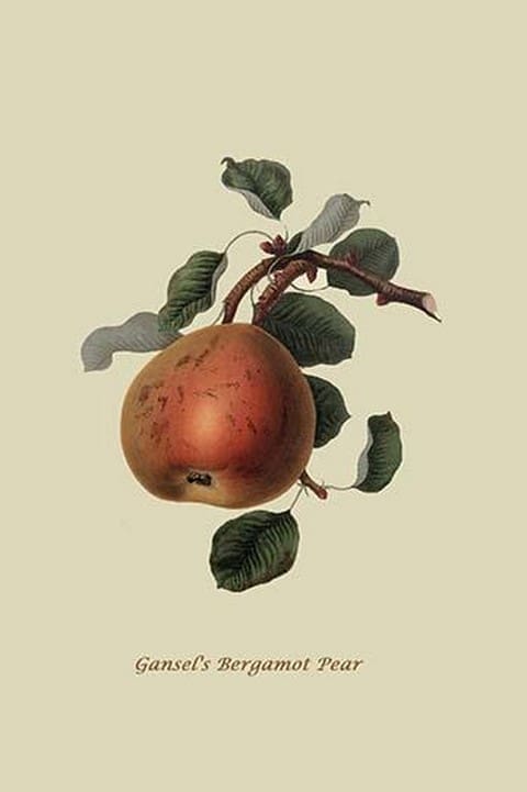 Gansel's Bergamot Pear by William Hooker #2 - Art Print