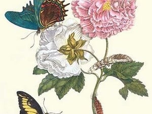Cotton Rose Mallow with a Queen Swallowtail by Maria Sibylla Merian - Art Print