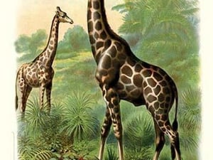 The Giraffe - Art Print