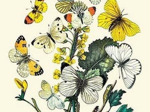 Butterflies: P. Daplidice