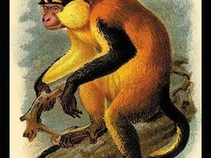 Erxleben's Guenon by G.R. Waterhouse - Art Print