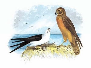 Swallow-Tailed Kite and Marsh Hawk by Theodore Jasper - Art Print