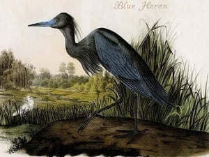 Blue Heron by John James Audubon - Art Print