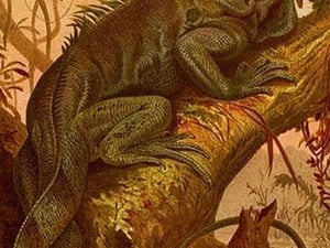 Iguana by Friedrich Wilhelm Kuhnert - Art Print