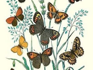 Butterflies: E. Hyperanthus