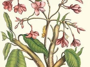 Frangiani & Red Cracker Butterfly by Maria Sibylla Merian - Art Print
