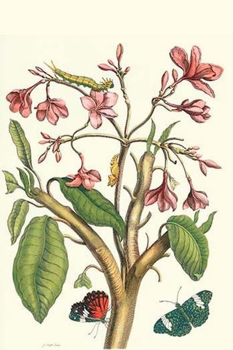 Frangiani & Red Cracker Butterfly by Maria Sibylla Merian - Art Print