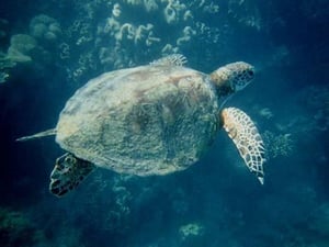 Green Turtle by Jason Pierce - Art Print