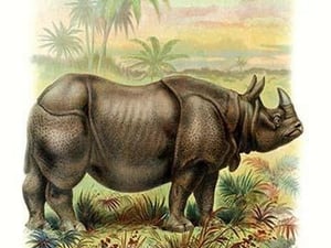 The Rhinoceros - Art Print