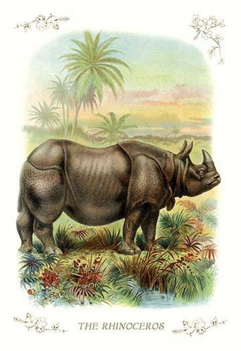 The Rhinoceros - Art Print