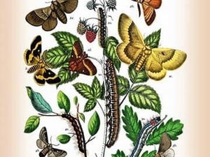 Moths: Eriogaster Rimicola