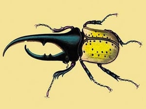Horned Beetle #2 by Sir William Jardine - Art Print