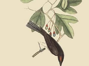 Tyrant by Mark Catesby #2 - Art Print