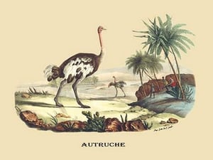 Autruche (Ostrich) by E. F. Noel - Art Print
