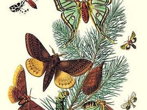 Moths: E. Pudica