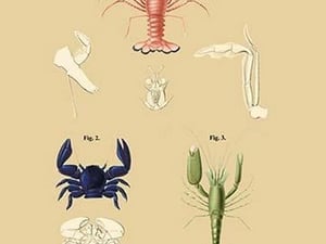 Grimotee Sociale et al. - Art Print