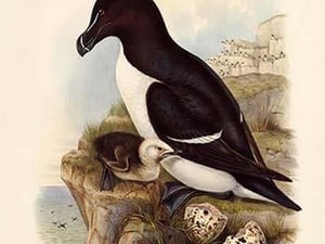Alca Torda - Razorbill by John Gould - Art Print