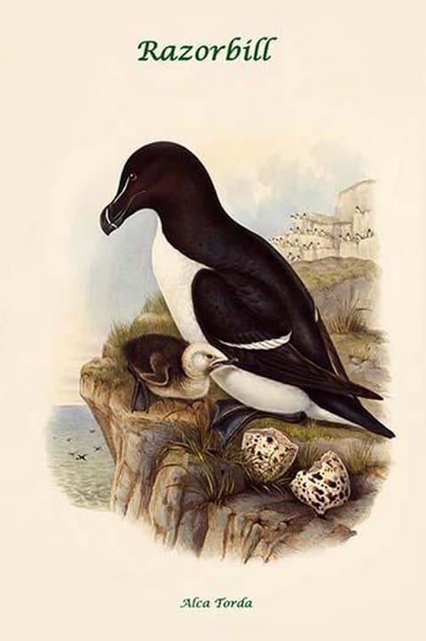 Alca Torda - Razorbill by John Gould - Art Print