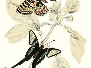 European Butterflies & Moths by James Duncan #23 - Art Print
