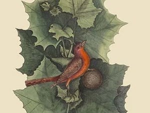 Summer Redbird by Mark Catesby #2 - Art Print