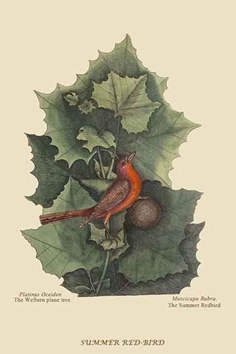 Summer Redbird by Mark Catesby #2 - Art Print