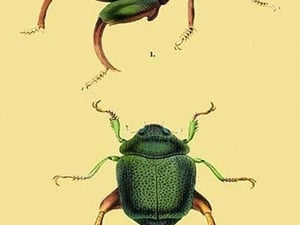Beetles: Scarabaeus Macropus and Chrysophora Chrysochlora #2 by Sir William Jardine - Art Print