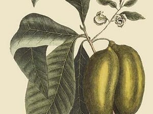 Anona - Cherimoya Fruit by Mark Catesby #2 - Art Print