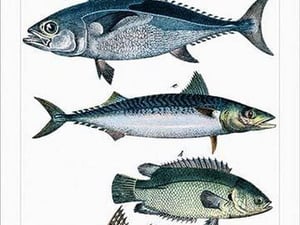 Collected Fish Specimens by Heinrich V. Schubert #3 - Art Print