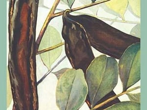 Carob Bean - Art Print