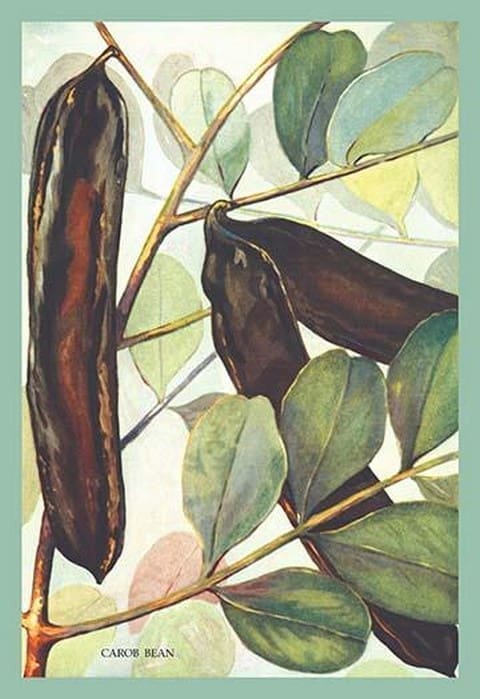 Carob Bean - Art Print
