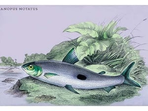 Anopus Notatus by Robert H. Schomburgk - Art Print
