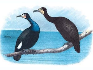 Violet Green Cormorant and Florida Cormorant by Theodore Jasper - Art Print