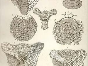 Collection of Euchitonia by Ernst Haeckel - Art Print