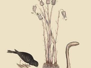 Snow Bird by Mark Catesby - Art Print