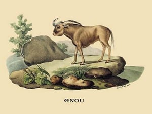 Gnou by E. F. Noel - Art Print