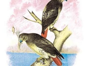 Red-Tailed Hawks by Theodore Jasper - Art Print
