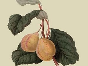 Coes Golden Drop - Plum by William Hooker - Art Print
