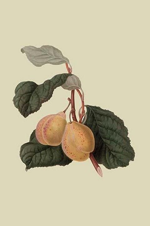Coes Golden Drop - Plum by William Hooker - Art Print