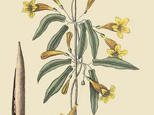 American Begonia by Mark Catesby #2 - Art Print