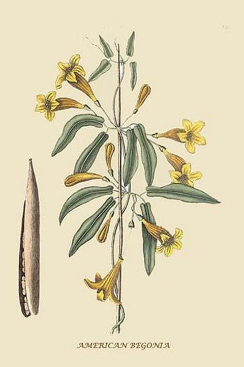 American Begonia by Mark Catesby #2 - Art Print