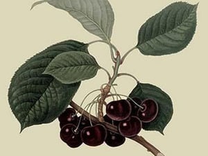 May Duke Cherry by William Hooker #2 - Art Print