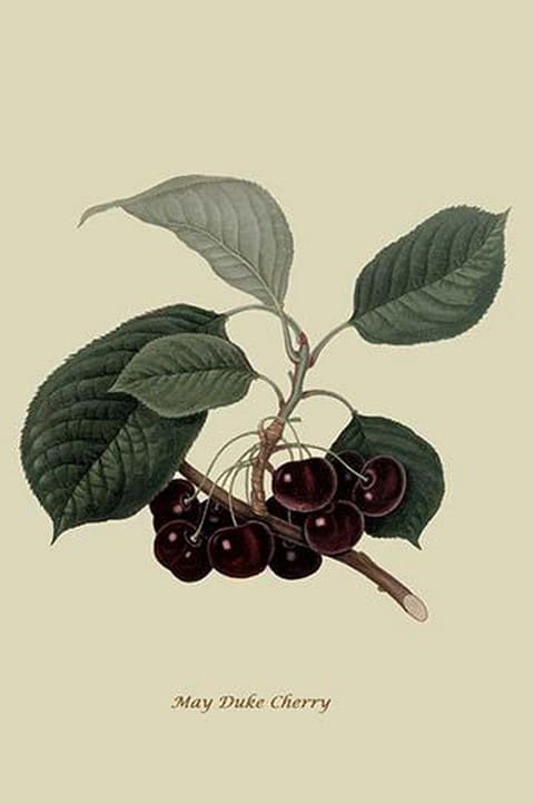 May Duke Cherry by William Hooker #2 - Art Print