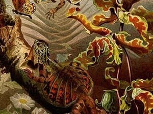 Flying Dragon by Friedrich Wilhelm Kuhnert - Art Print