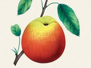 Ben Davis Orange - Art Print