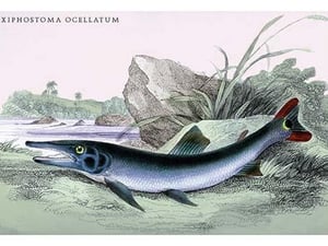 Xiphostoma Ocellatum by Robert H. Schomburgk - Art Print
