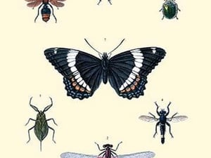 Insect Study - Art Print