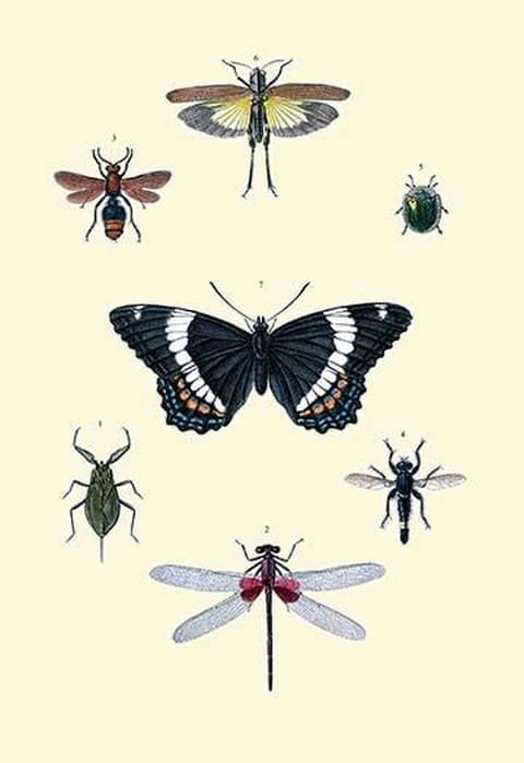 Insect Study - Art Print