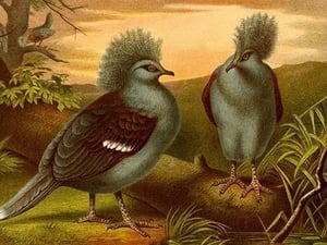 Crowned Pigeons by Friedrich Wilhelm Kuhnert - Art Print